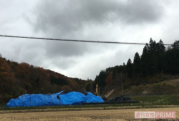 汚染土を詰め込んだ黒い袋が山積みにされたすぐ側で農作業が行われている