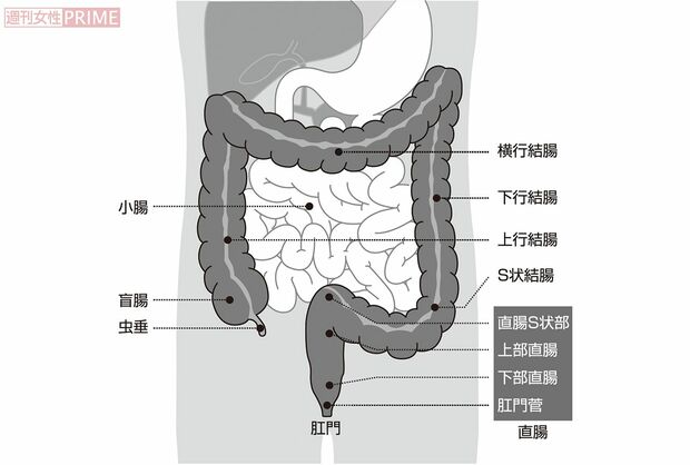 腸の構造　グラフィック／スヤマミヅホ
