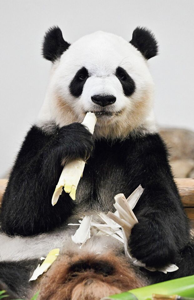 彩浜♀　写真／高氏貴博（毎日パンダ）