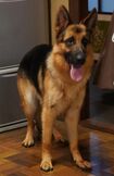 桜庭家の愛犬・ドン　(c)フジテレビ