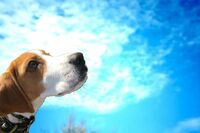 生後4か月の愛犬に「よかれと思って」生肉を与え続けた飼い主の後悔、病理解剖を依頼された獣医病理医が見…