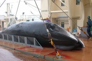 ミンククジラの体重測定。写真提供/(一財)日本鯨類研究所