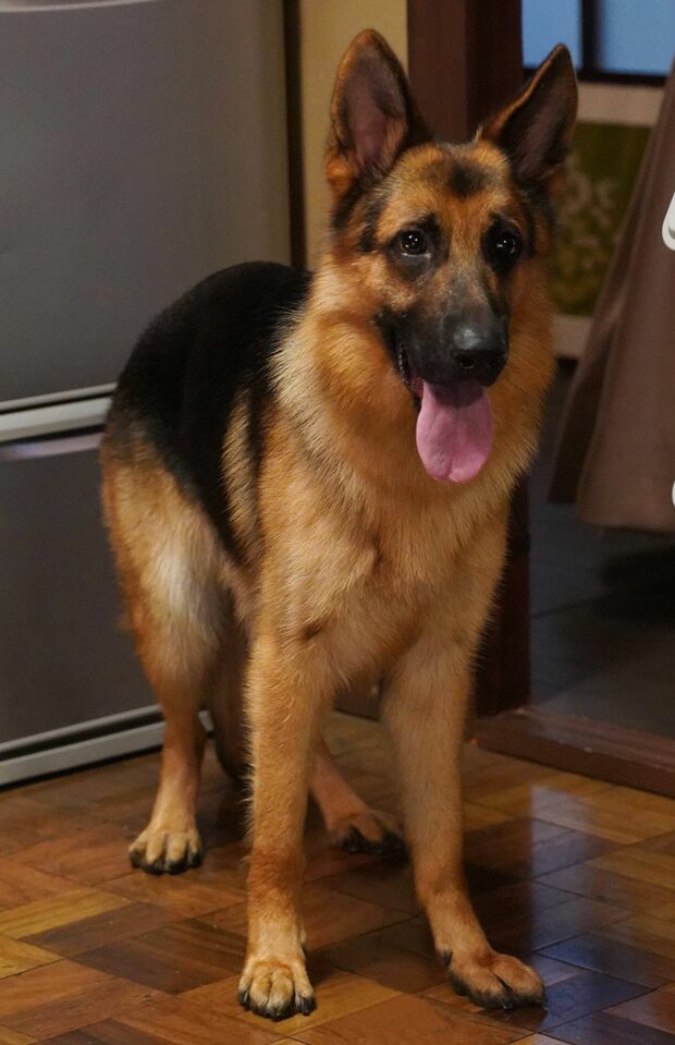 桜庭家の愛犬・ドン　(c)フジテレビ