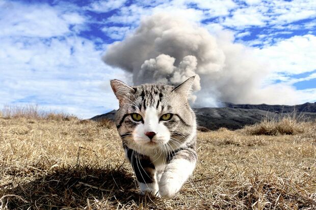 人気ブログ『ニャン吉道』で全国を旅する猫・ニャン吉（鹿児島在住）。バックは桜島！