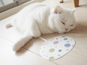  スコティッシュフォールドのうら。うちわを片手にまったり中♪ (c)ねこ休み展 夏 2016