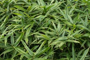 牧野は仙台で見つけた新種のササに、妻、寿衛子（すえこ）の名前をつけて、「スエコザサ」と命名した※画像はイメージです