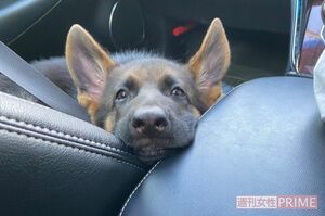 飼い主・奥さんのインスタグラム（＠urim_ajp）より、元気だったころのアダム君