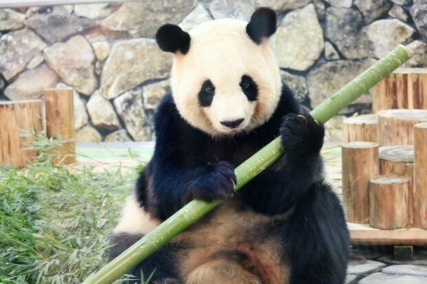 良浜　らうひん（撮影／二木繁美）