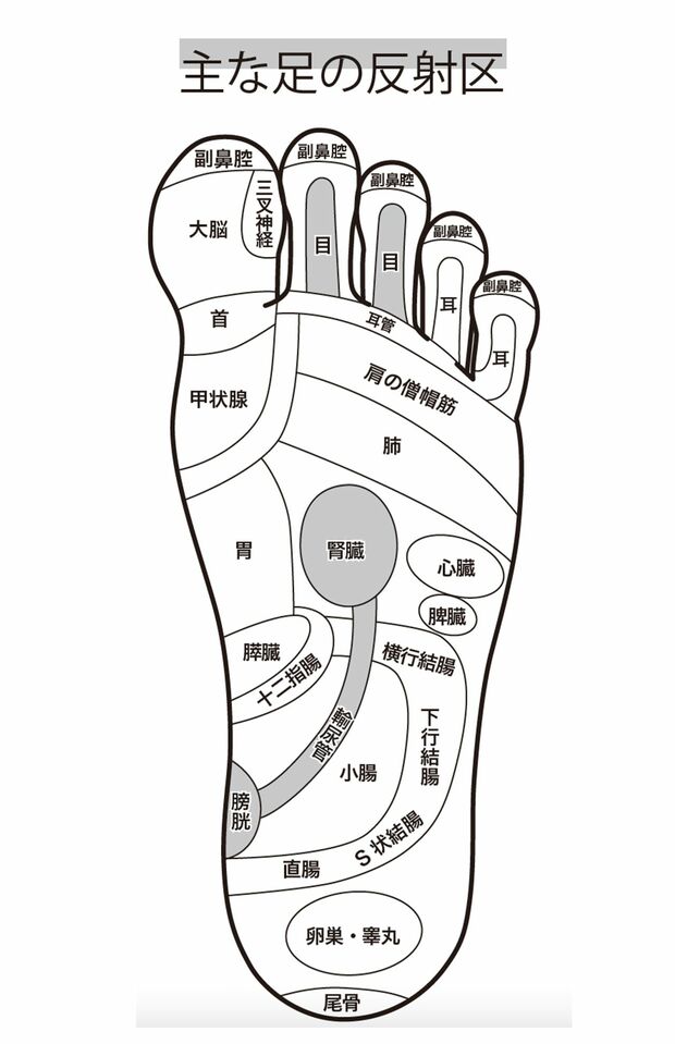 足の裏の反射区