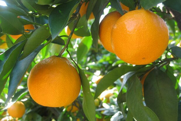 東京でみかん狩りができる　写真提供／武蔵村山観光まちづくり協会