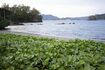 父と整備した扇浦。美しい姿を取り戻した