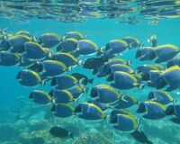 【いきものトリビア8】魚も溺死することがある