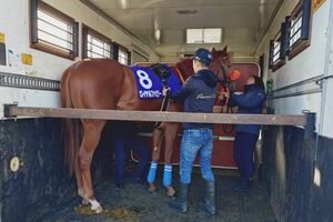 日曜劇場『ザ・ロイヤルファミリー』でロイヤルファミリー役に起用されたブレイヴソルジャー 写真提供/ディアレストクラブ