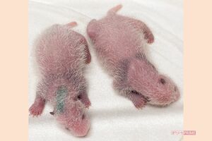 誕生直後の双子の体重は124グラムと146グラム。生後8日齢の2頭は耳が黒くなるなど体の模様が出始めた('21年7月1日撮影)写真/(公財)東京動物園協会提供