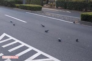 現場から200メートルほど離れた道路。路上のハトがかなり多かった