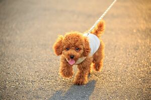 散歩をすることにより全身で刺激を受けると、認知症防止につながる。外に出て日光を浴びることで、体内リズムも整う（写真はイメージです）