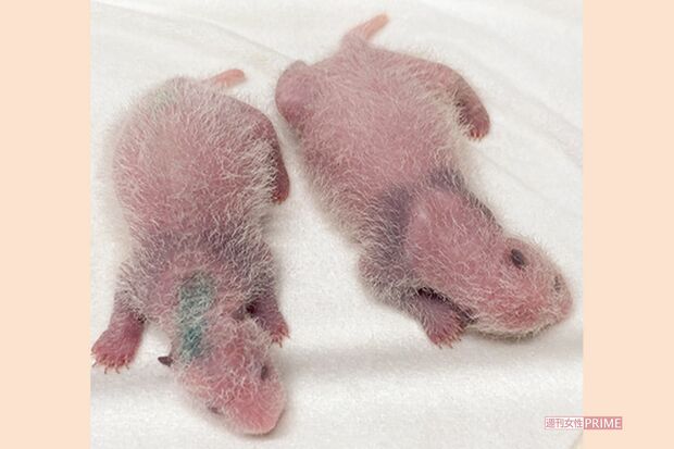 誕生直後の双子の体重は124グラムと146グラム。生後8日齢の2頭は耳が黒くなるなど体の模様が出始めた（'21年7月1日撮影）写真／（公財）東京動物園協会提供