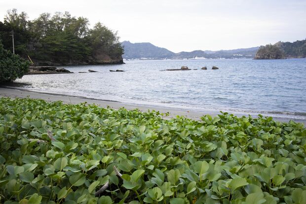父と整備した扇浦。美しい姿を取り戻した